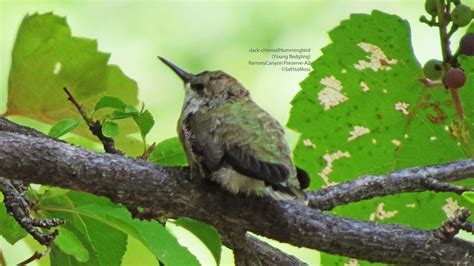 Hummingbird feeding her baby - Birds and Blooms