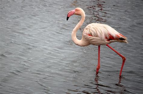 Flamingo | San Diego Zoo Animals & Plants