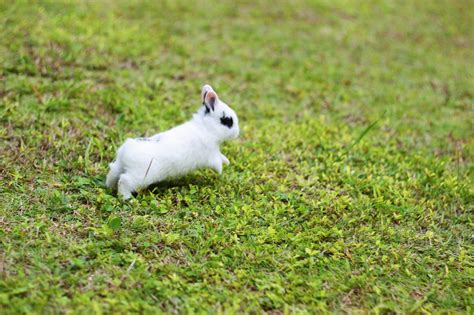 Understanding Rabbit Behavior