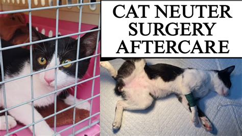 Cat Neutering Surgery | AfterCare Spay/Neuter Important - YouTube