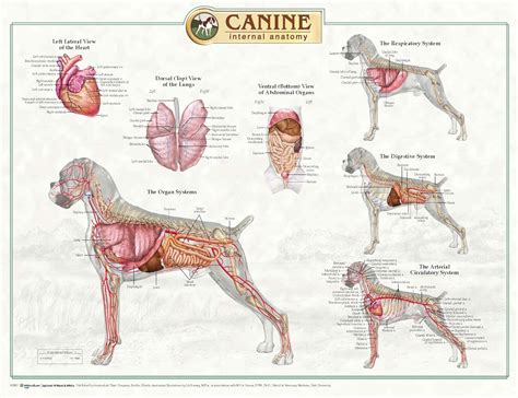 Canine Anatomy | HD Wallpapers Plus