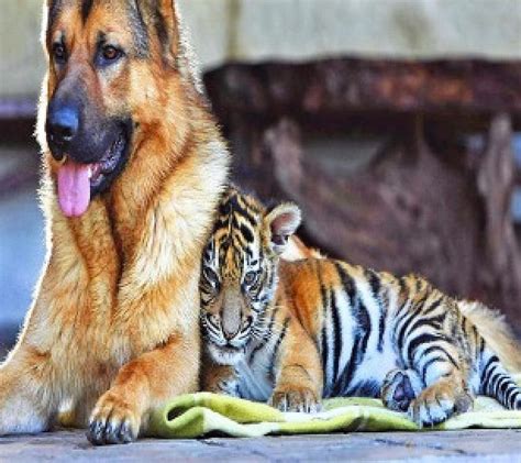 Dog and tiger friendship, tiger, lovely, friendship, dog, HD wallpaper ...