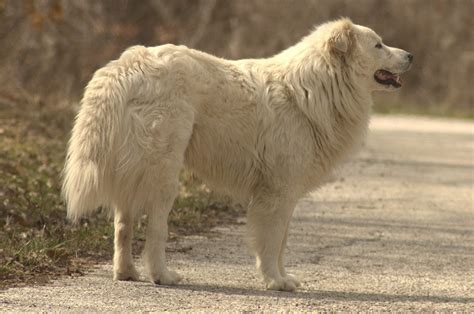 Maremma Sheepdog Info, Temperament, Training, Puppies, Pictures