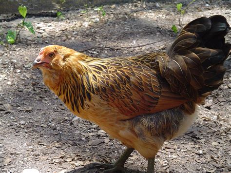 5 Chicken Breeds That Lay Green Eggs - Animal Hype