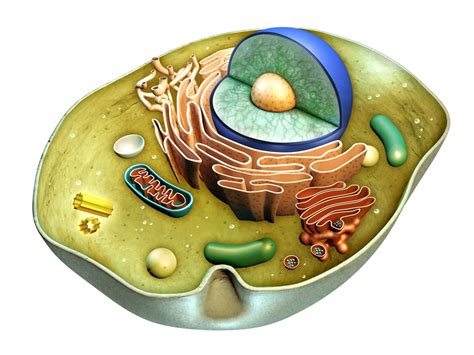 3d Animal Cell Models With Labels