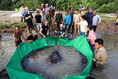 World's biggest freshwater fish caught in Cambodia - Cambodia Expats ...