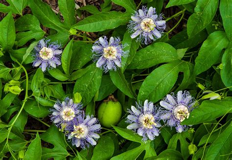 Top 10 Passion Flower Varieties to Grow – Ugaoo