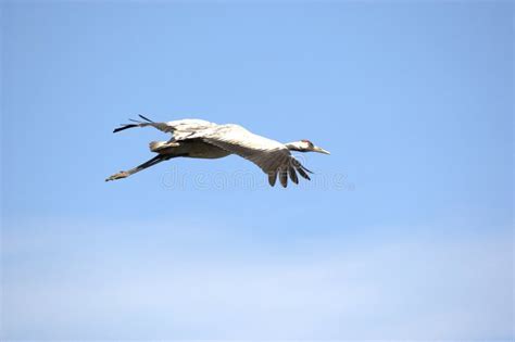 Common Crane Flying by Water Stock Image - Image of bird, wings: 43683559