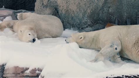 Video: Snow in San Diego, for the Polar Bears - The New York Times