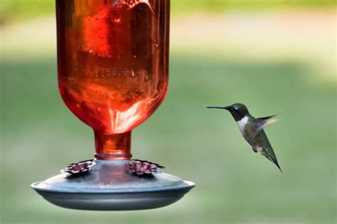 How to Make a DIY Wine Bottle Hummingbird Feeder | Taste of Home