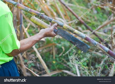 Farmer Harvesting Sugar Cane Machete Stock Photo 2040191015 | Shutterstock