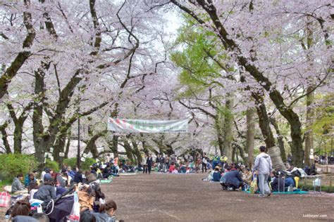 Sakura 2017: Inokashira Park – Lakbayer