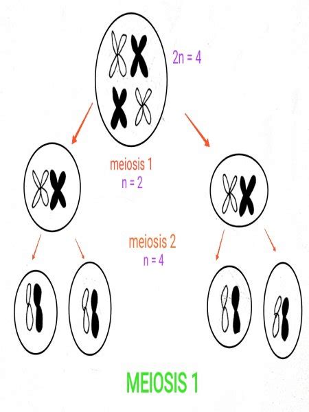 In which stage does the diploid nucleus divides into four haploid ...