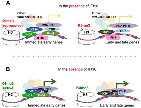 Schematic model: IFI16 inhibits HSV-1 gene expression by modulating ...