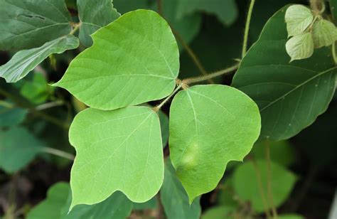 Kudzu Leaf Vs Poison Ivy