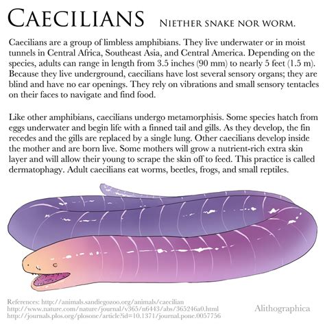 Science Fact Friday: Caecilians by Alithographica on DeviantArt