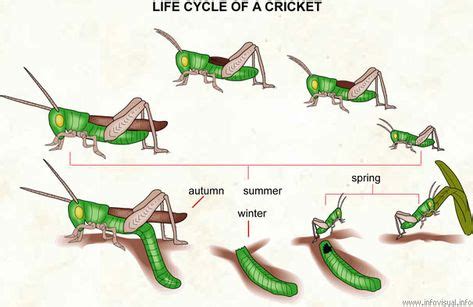 Life cycle of a cricket and other good graphics | Phylum: Arthropoda ...