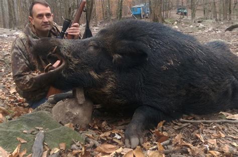 Boar Hunts - Pennsylvania Hunting Ranch