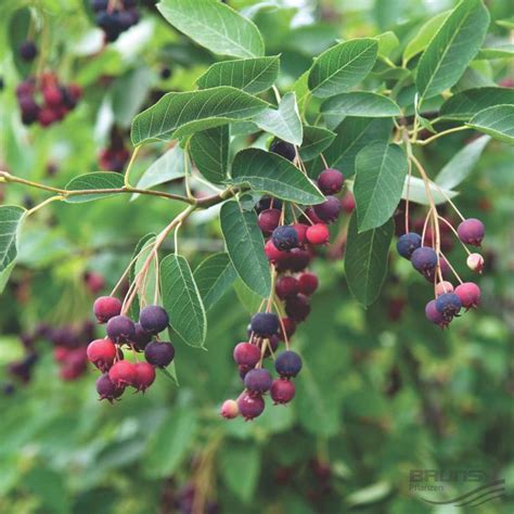 Hedges With Edible Fruits - Foraging Hedgerow - Edible Hedging