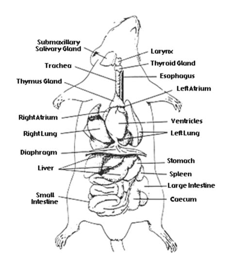 Investigation: Rat Dissection | Anatomy flashcards, Anatomy, Anatomy ...