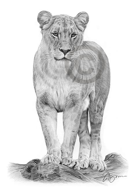 Pencil drawing of a young lioness by UK artist Gary Tymon