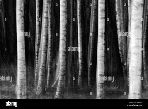 Birch trees, Sweden Stock Photo - Alamy