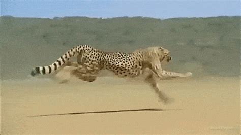 Cheetah Running Gif - IceGif