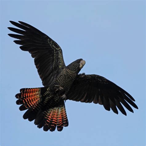 Forest Red-tailed Black Cockatoo | Western Australian Museum