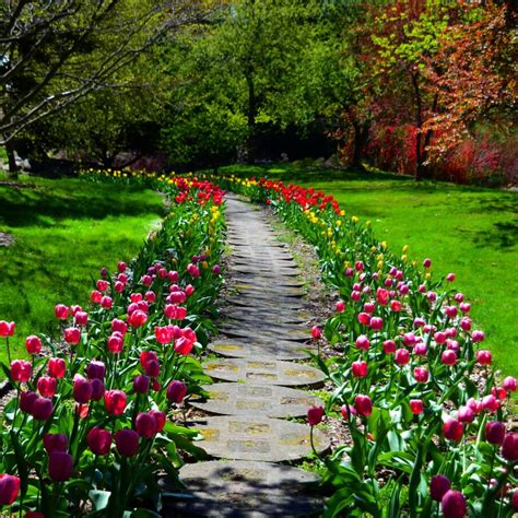 35 Tulip Garden Design Ideas - Flower Bed Layouts, Photos