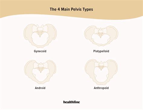 Pelvic Cavity Shape