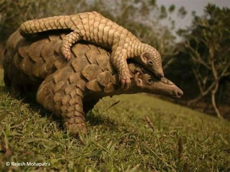 World Pangolin Day celebrations highlight pangolin conservation in a ...