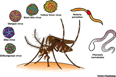 The Challenge of Controlling Mosquito Populations: Methods and ...