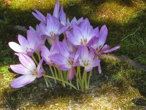 Colchicum autumnale