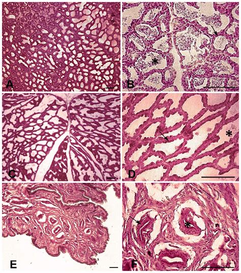 Mammary Gland Histology