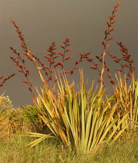 Phormium tenax (New Zealand Flax)