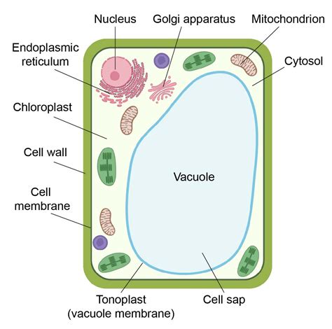 Cytoplasm Diagram Plant Cell