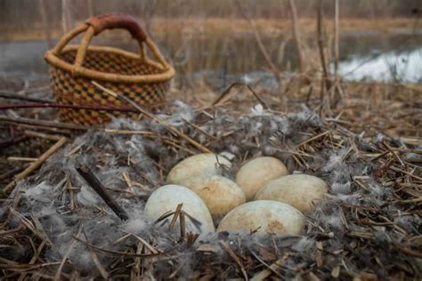 Goose Nest Identification and Nesting Box Construction: Safeguarding ...