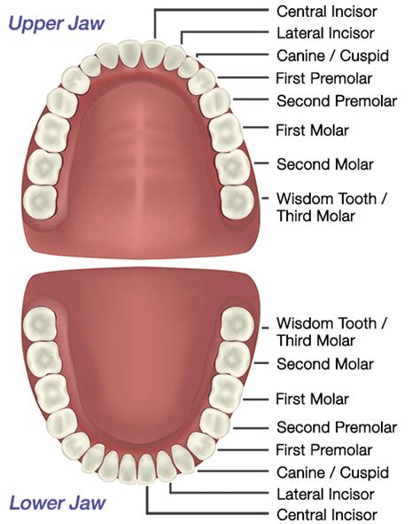 Why Are Your Teeth Anatomy Important?