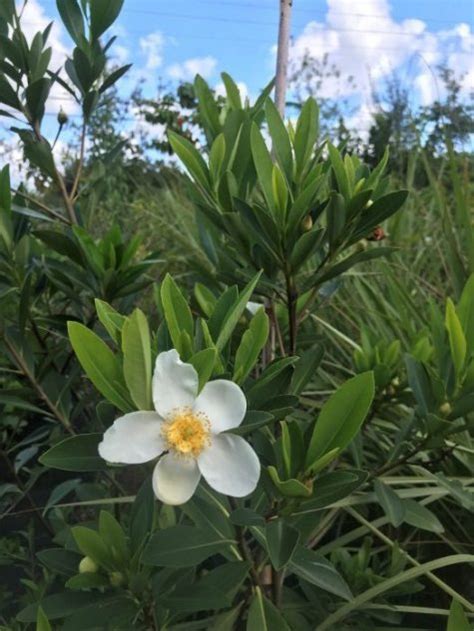 Loblolly Bay Tree | Florida Nursery Mart