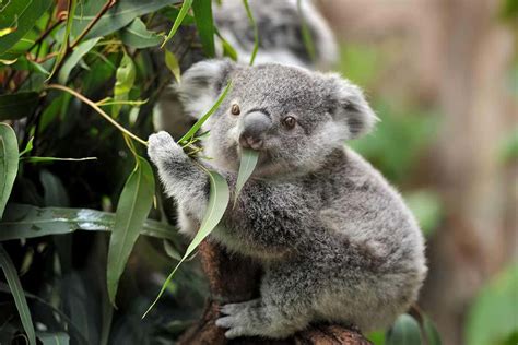 Giving koalas faecal transplants could help them adapt to a new diet ...