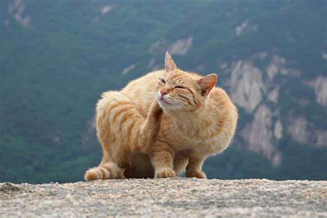 Warbles in Cats (Wolf Worm): Causes, Treatments & Preventions