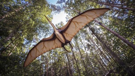 Are Pterodactyls Dinosaurs? Learn More About These Prehistoric Predators