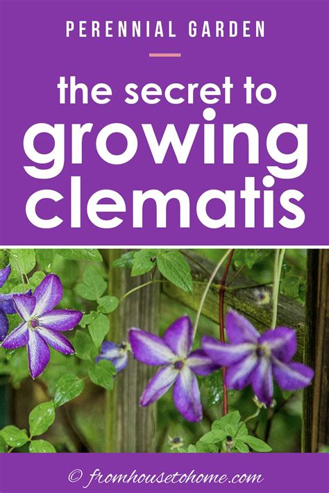 Clematis Vine Care: Planting, Growing and Pruning Tips - Gardener's Oasis