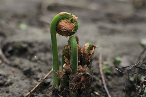 How To Clean and Cook Fiddleheads - Earth, Food, and Fire