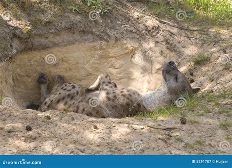 Spotted Hyena or Laughing Hyena Stock Image - Image of mammal, wildlife ...