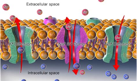 √完了しました！ exocytosis and endocytosis drag the correct label under each ...