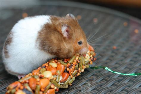 Funny hamster eating food stock photo. Image of chew - 33188040