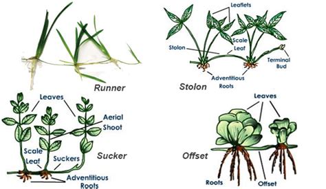 Plant Stem : Modification Of Stem | Study Of Plant