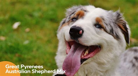 Great Pyrenees Australian Shepherd Mix: All About Them