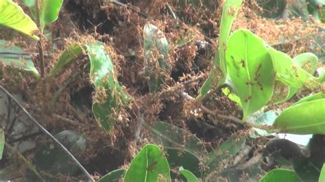 Weaver Ants Nest building behavior - YouTube